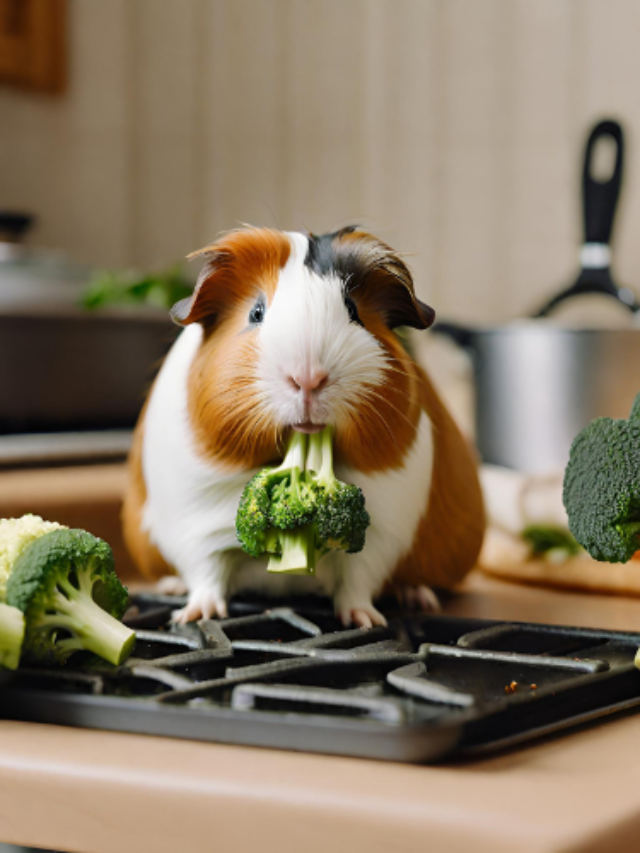 cropped-cooking-broccoli-for-guinea-pig.png